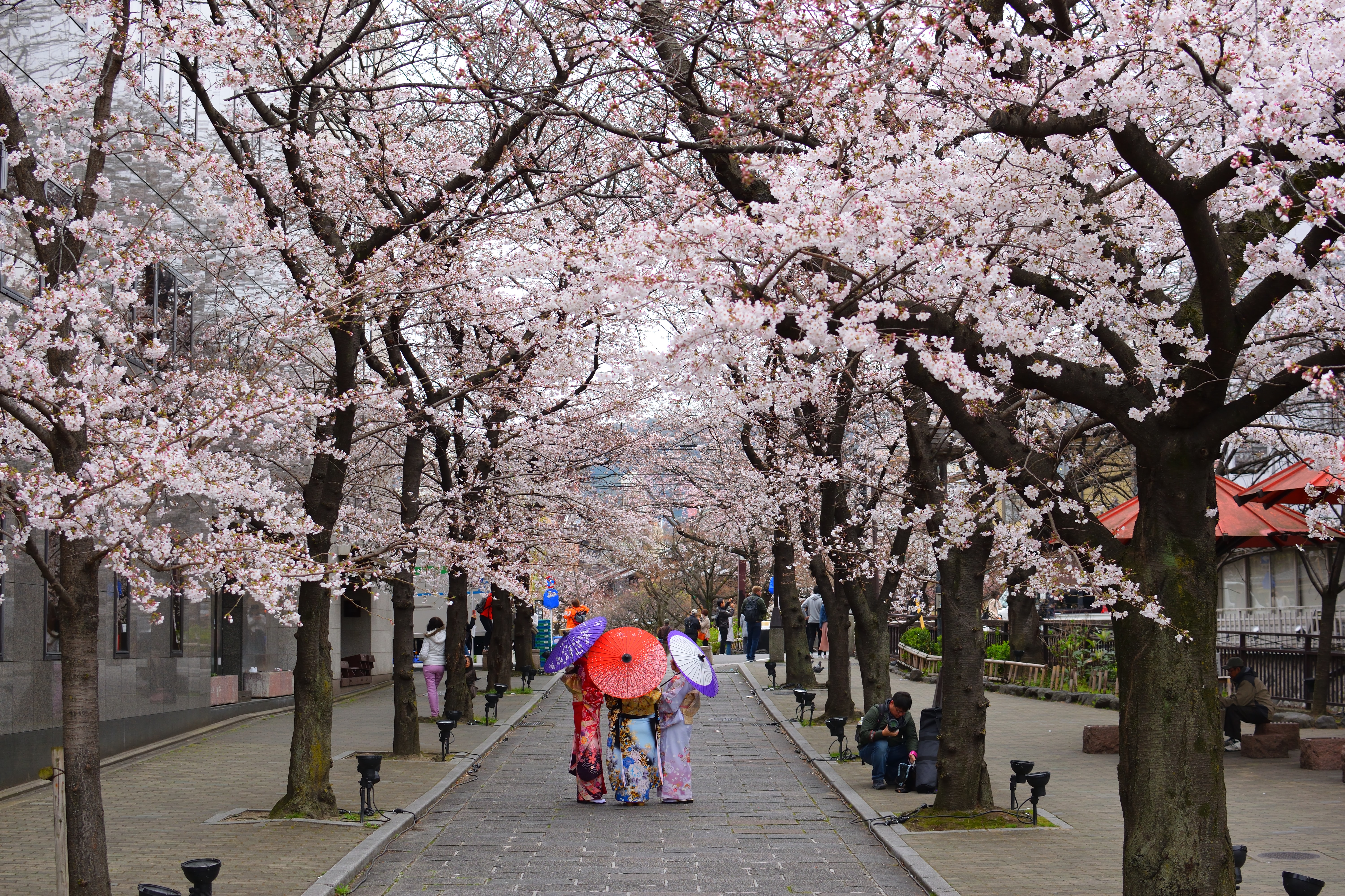 Pemandangan Kyoto yang dipenuhi bunga sakura bermekaran