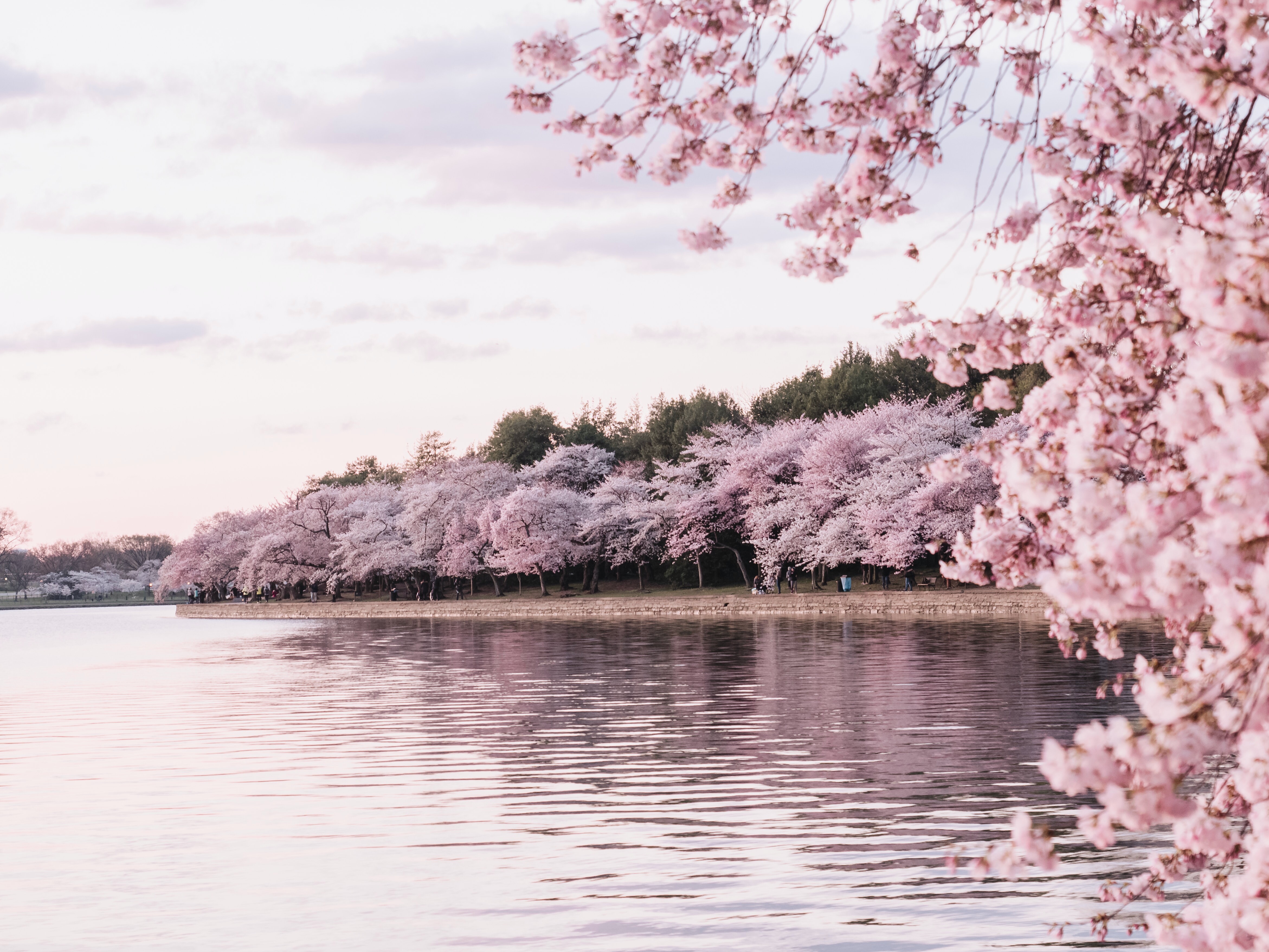 Mengenal jenis-jenis bunga sakura yang mekar di Jepang