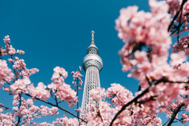 Ilustrasi - Rekomendasi hotel di Tokyo untuk melihat sakura