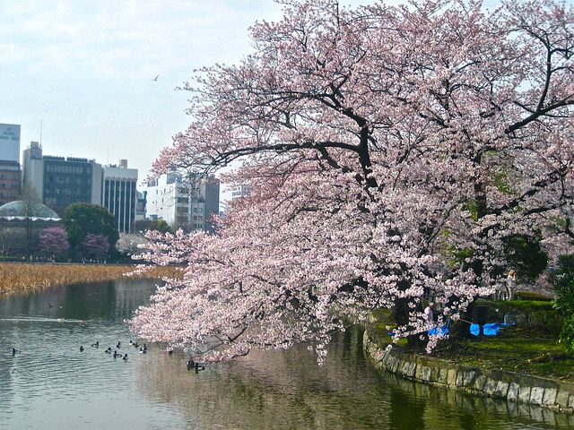 Melihat sakura dari Istana Kekaisaran Jepang