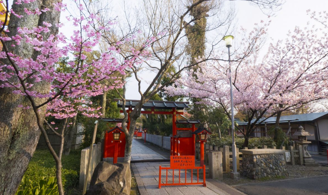 Kuil Bunga Sakura atau Kuil Kurumazaki di Kyoto
