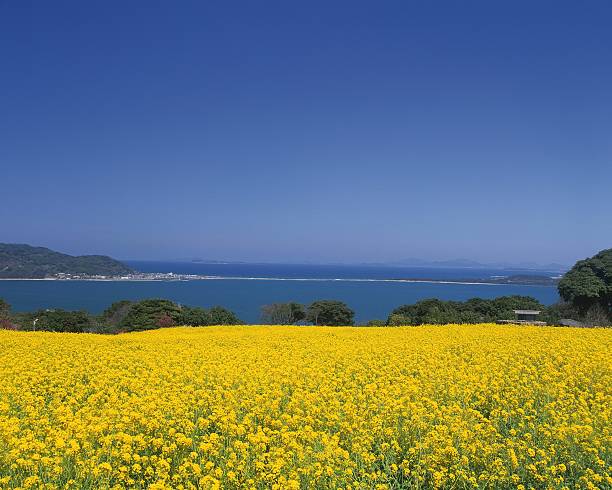 Nokonoshima Island di Fukuoka