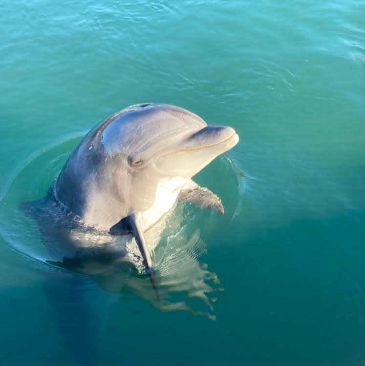 Fasilitas interaksi lumba-lumba terbesar di Jepang - Dolphin Farm Shimanami