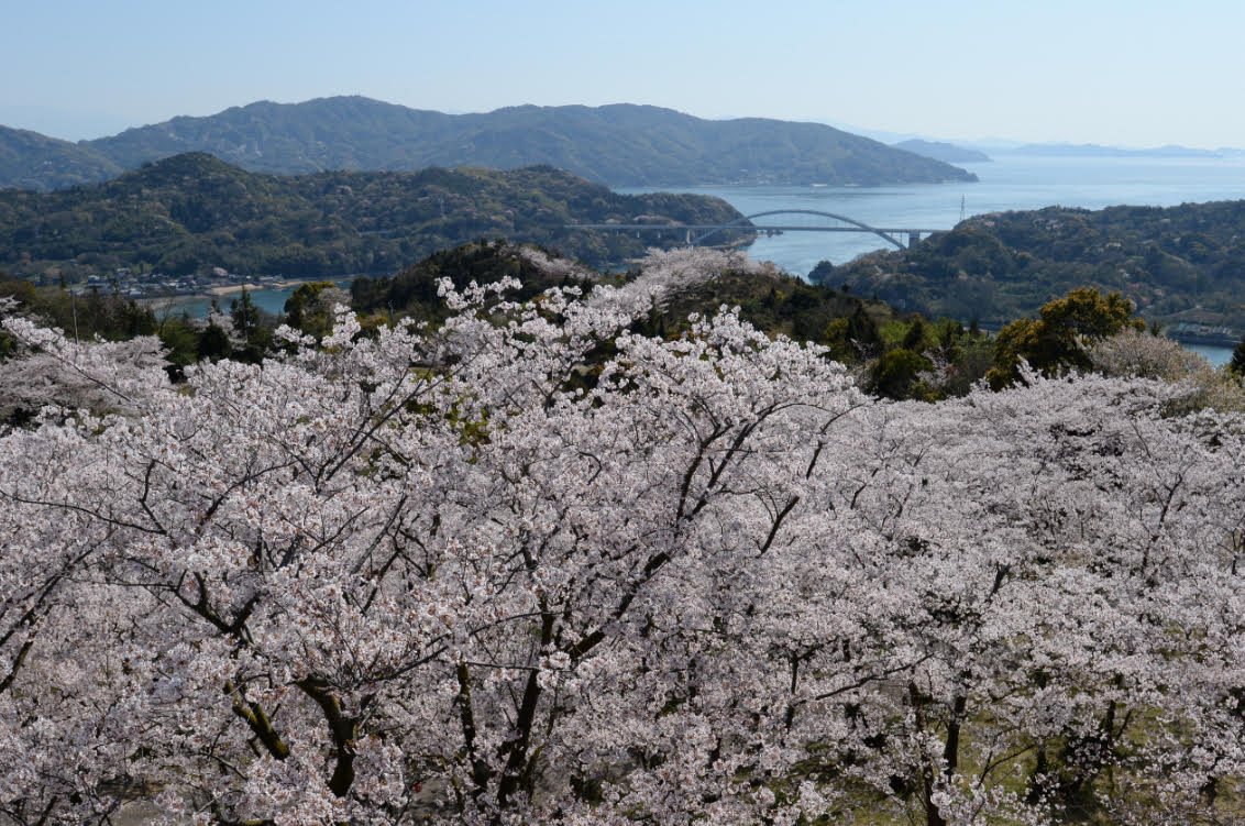 Karpet sakura yang dilihat dari Pulau Hakata - Taman Hirakiyama