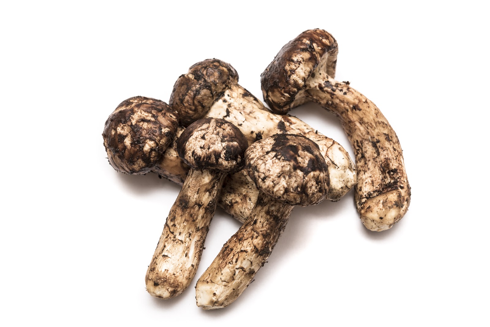 Jamur Matsutake 