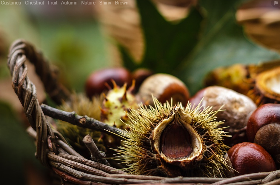 Kuri (Chestnut) 