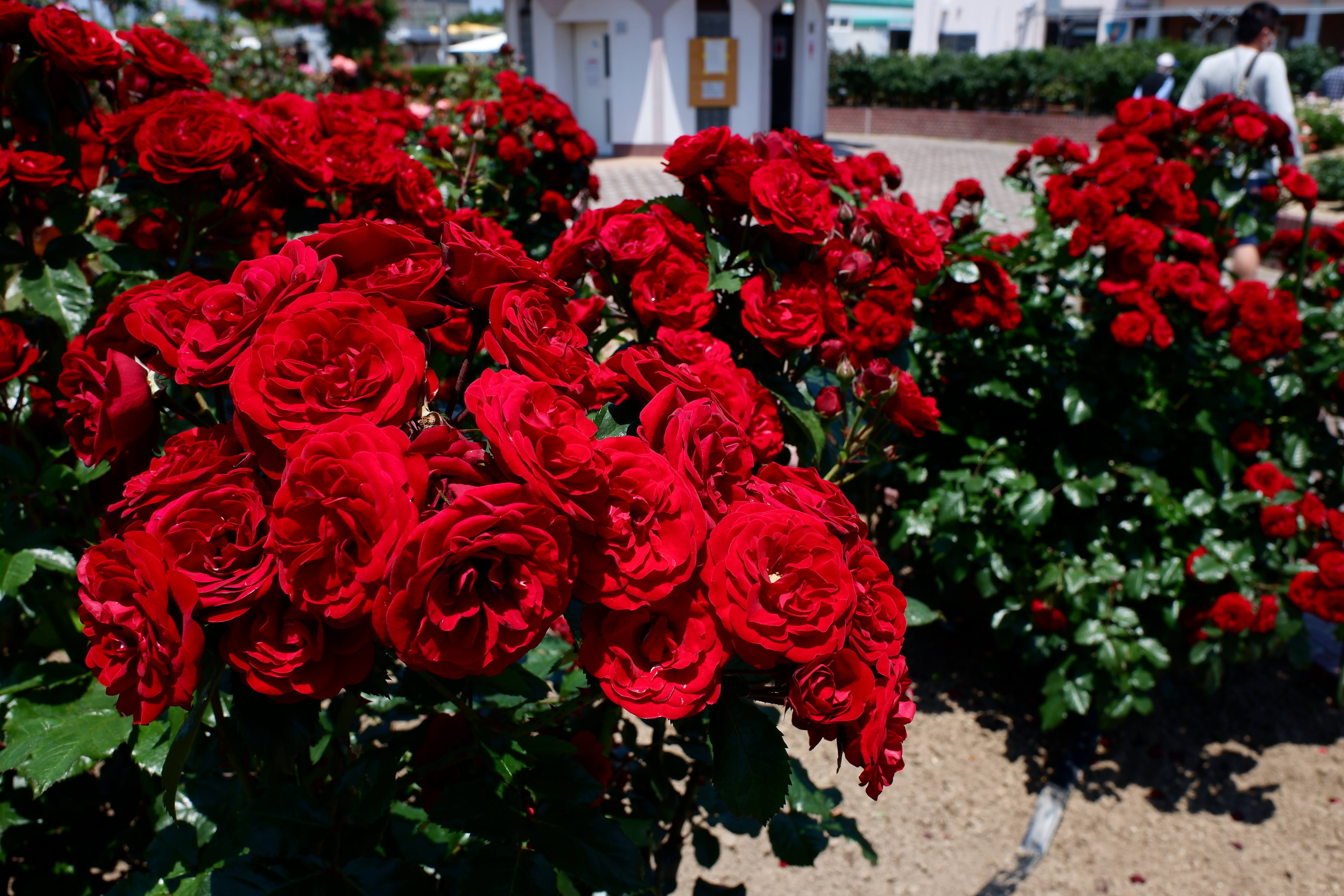 400 jenis bunga mawar menantimu - keindahan taman bunga mawar Yoshiumi