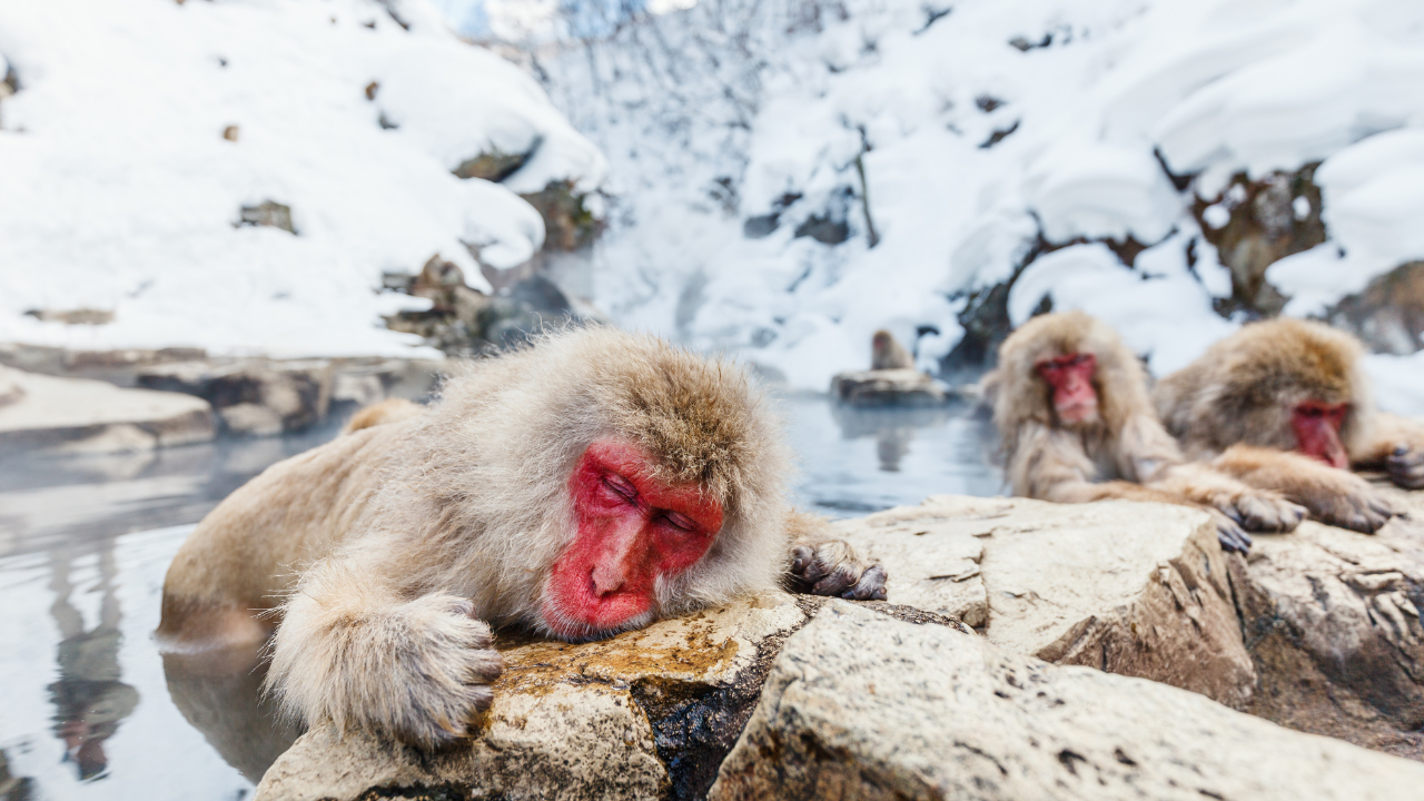 Monyet Salju Kera Jepang mandi di pemandian air panas Nagano, Jepang