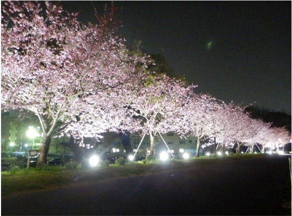 Balai Kota Oyama sisi barat Tanggul Bunga Sakura Omoigawa.