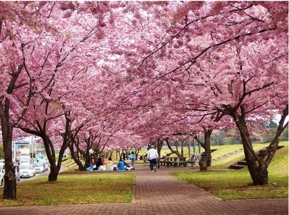 Kampus Daigyoji Universitas Hakuoh di sisi timur , Tanggul Bunga Sakura Omoigawa 
