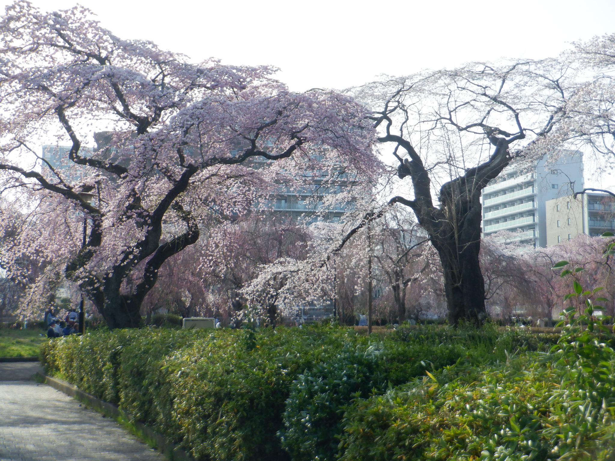 Tsutsujigaoka Koen