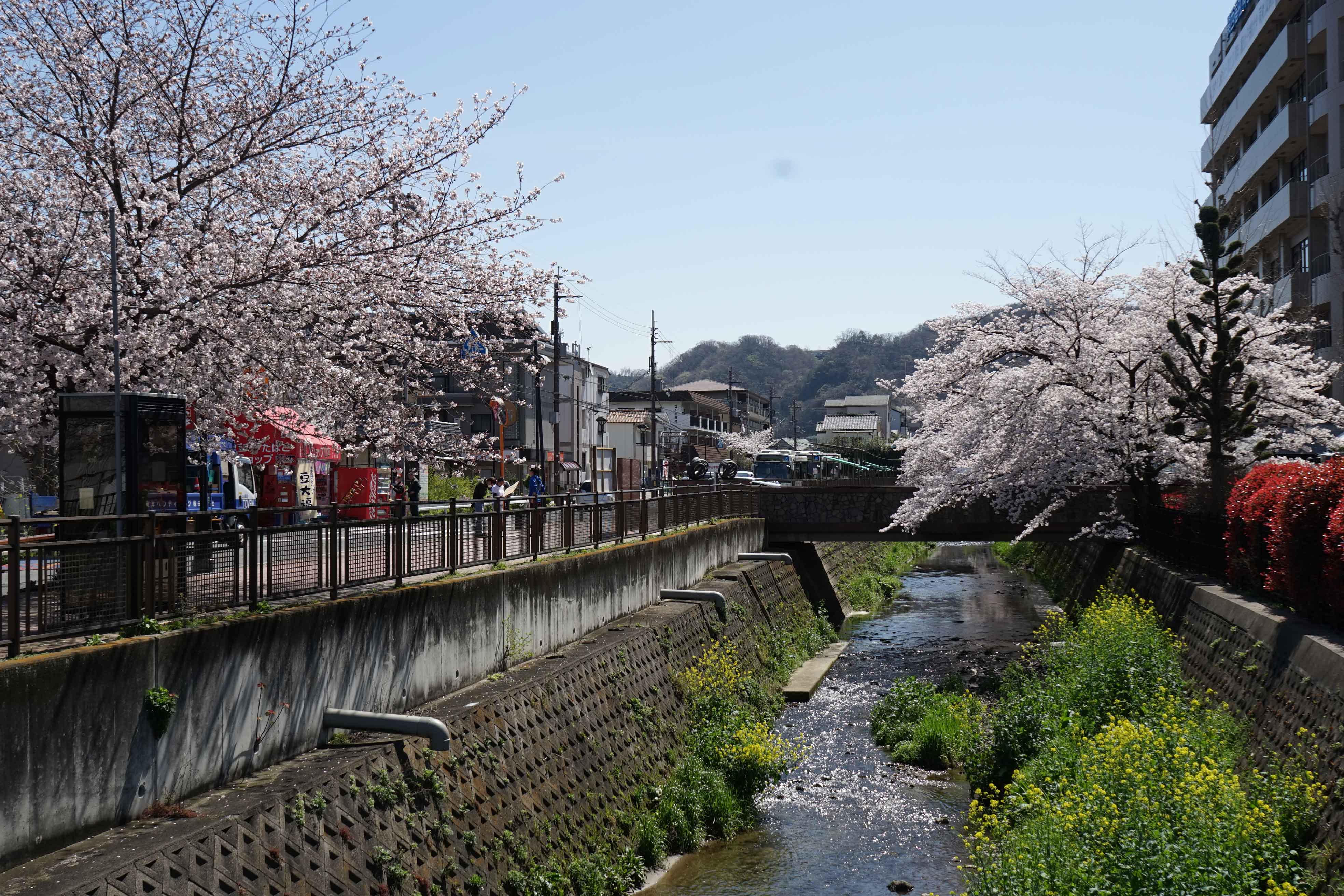 Taman Harakawawa Shinsui sangat disukai warga lokal.