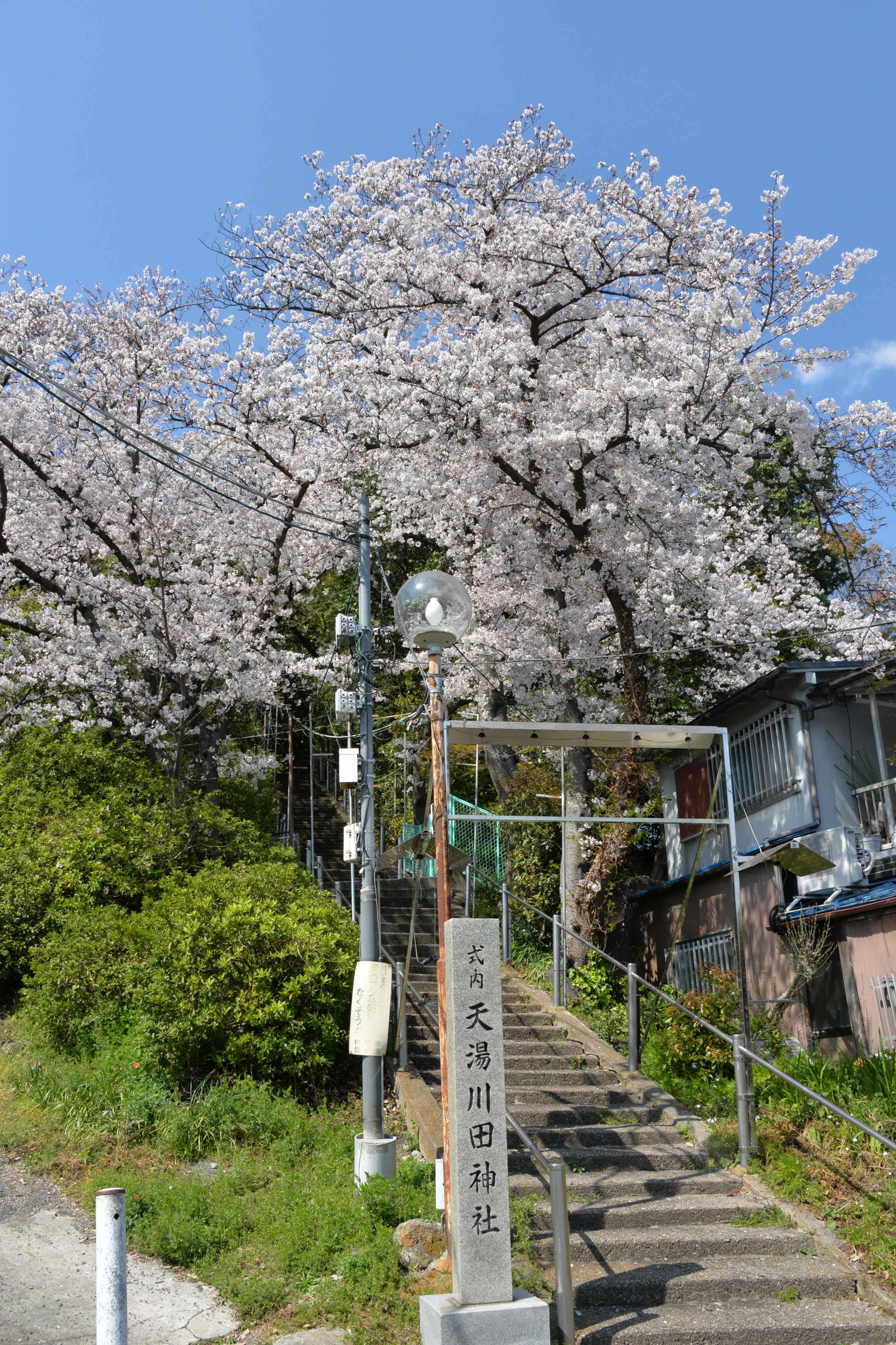 Di musim semi, pohon sakura tumbuh lebat di Kuil Amayukawata Jinja hingga membentuk terowongan bunga sakura di bagian tangganya.
