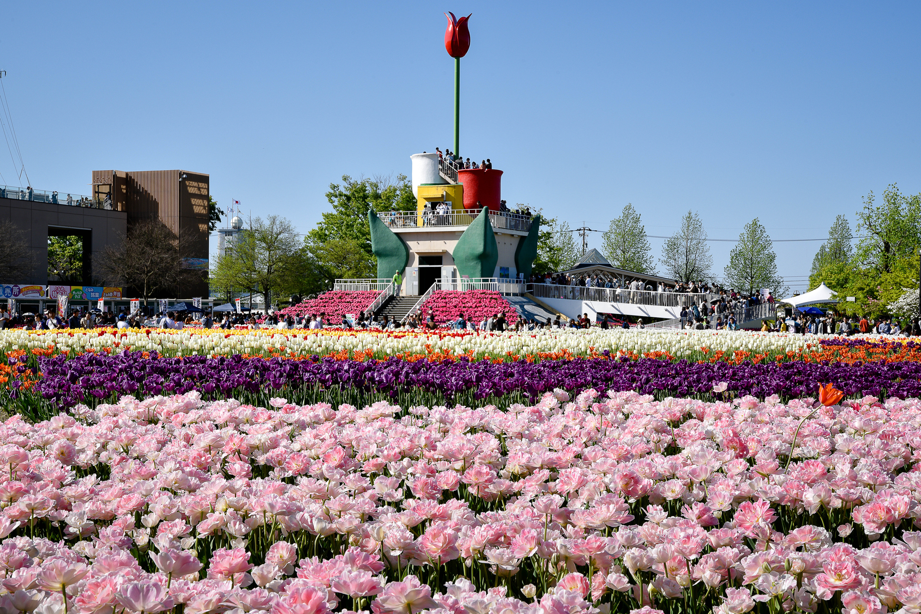 Peoples looking flowers in park.Tulips at the Tonami Tulip Fair bloom between late April andmid-May