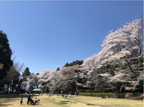 Taman Shiroyama Koen ini terletak di kastil klan Oyama yang berkembang pada Abad Pertengahan. Taman ini telah lama terkenal dengan bunga sakuranya. 
