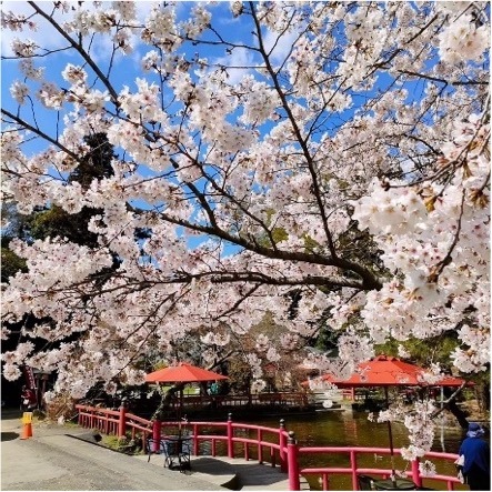 Pohon sakura Someiyoshino yang terpancar pada permukaan Kolam Hachiman pada siang hari dan diterangi oleh lentera pada malam hari.