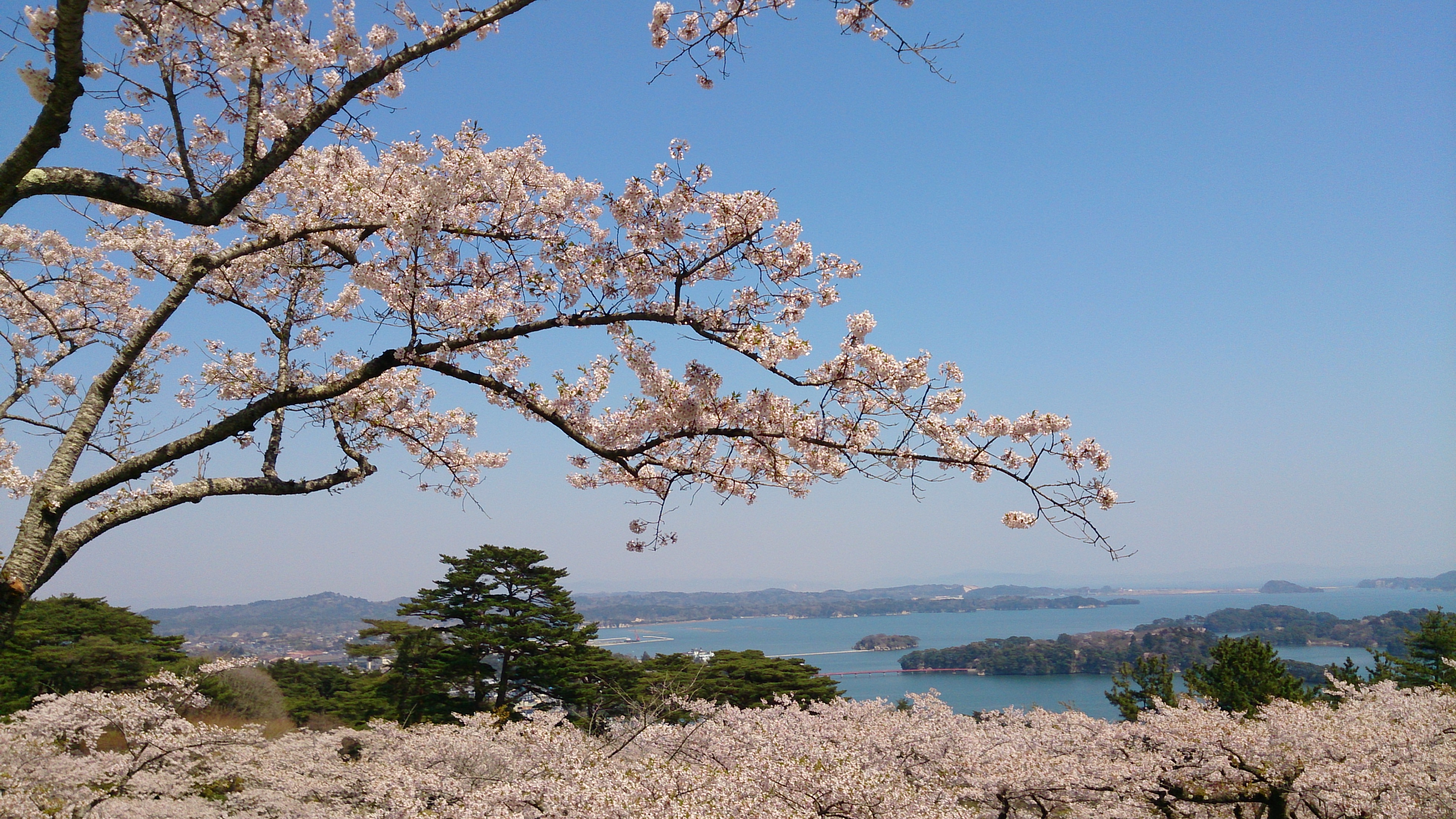 Taman ini terletak di atas bukit, dan dari observatorium, Kamu bisa melihat panorama Teluk Matsushima yang dipenuhi bunga sakura