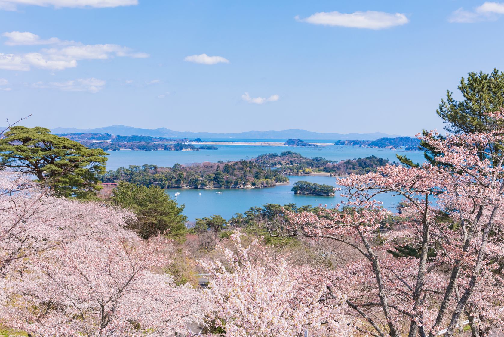 Cherry blossoms and Matsushima view from the observatory