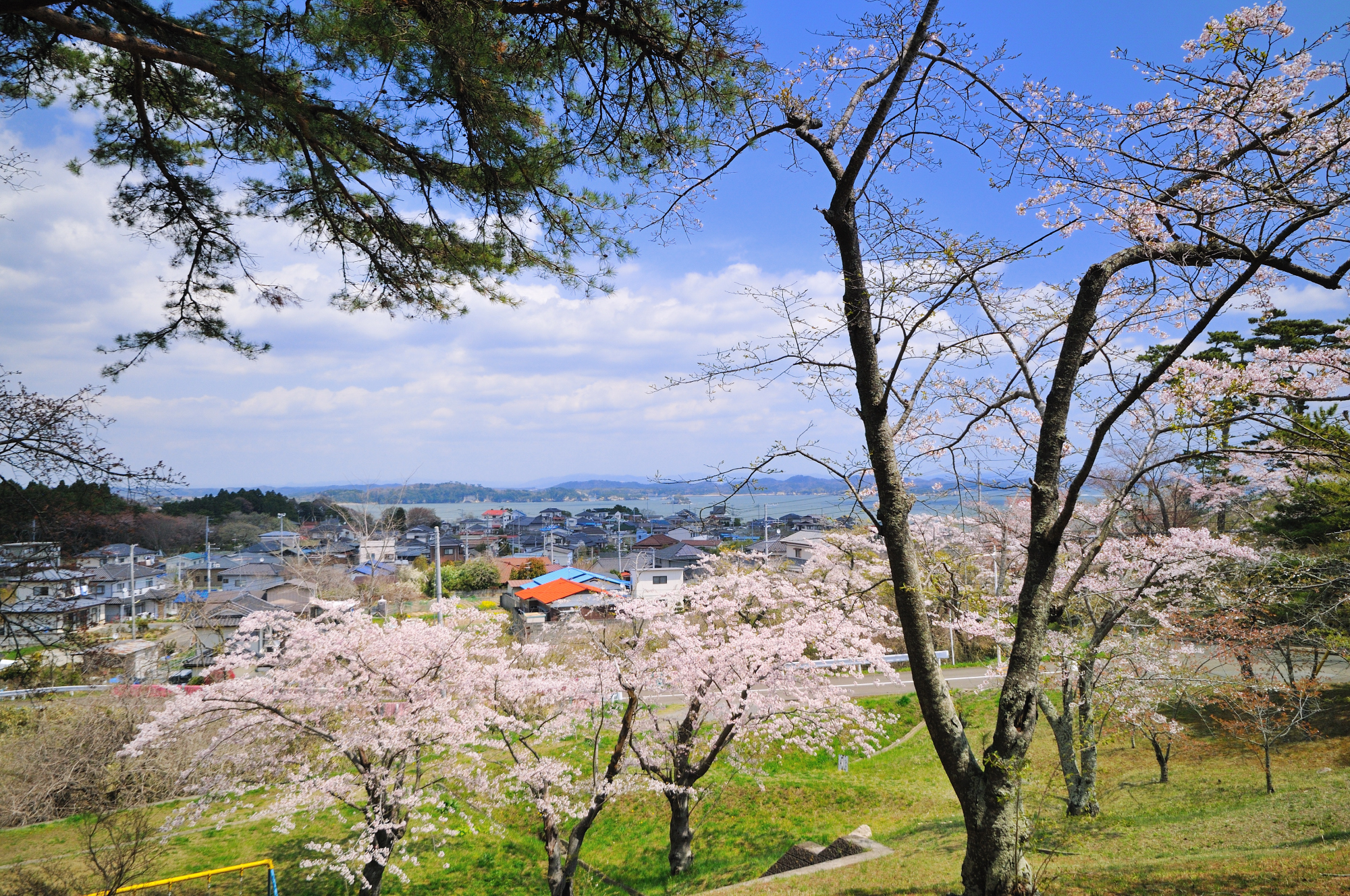 Berbagai jenis sakura seperti Someiyoshino dan Yamazakura ditanam di taman Kimigaoka Koen.