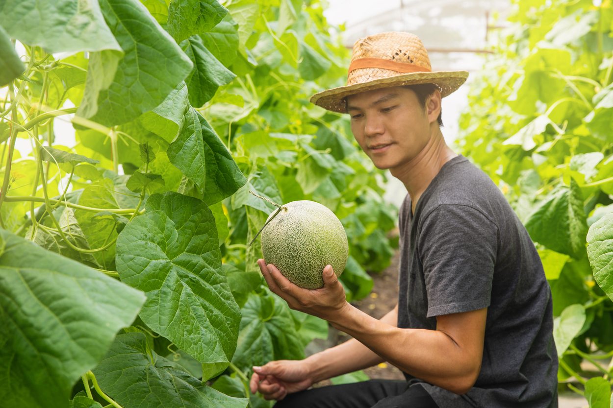 Melons in the garden, Yong man holding melon in greenhouse melon farm. Young sprout of Japanese melons growing in greenhouse.