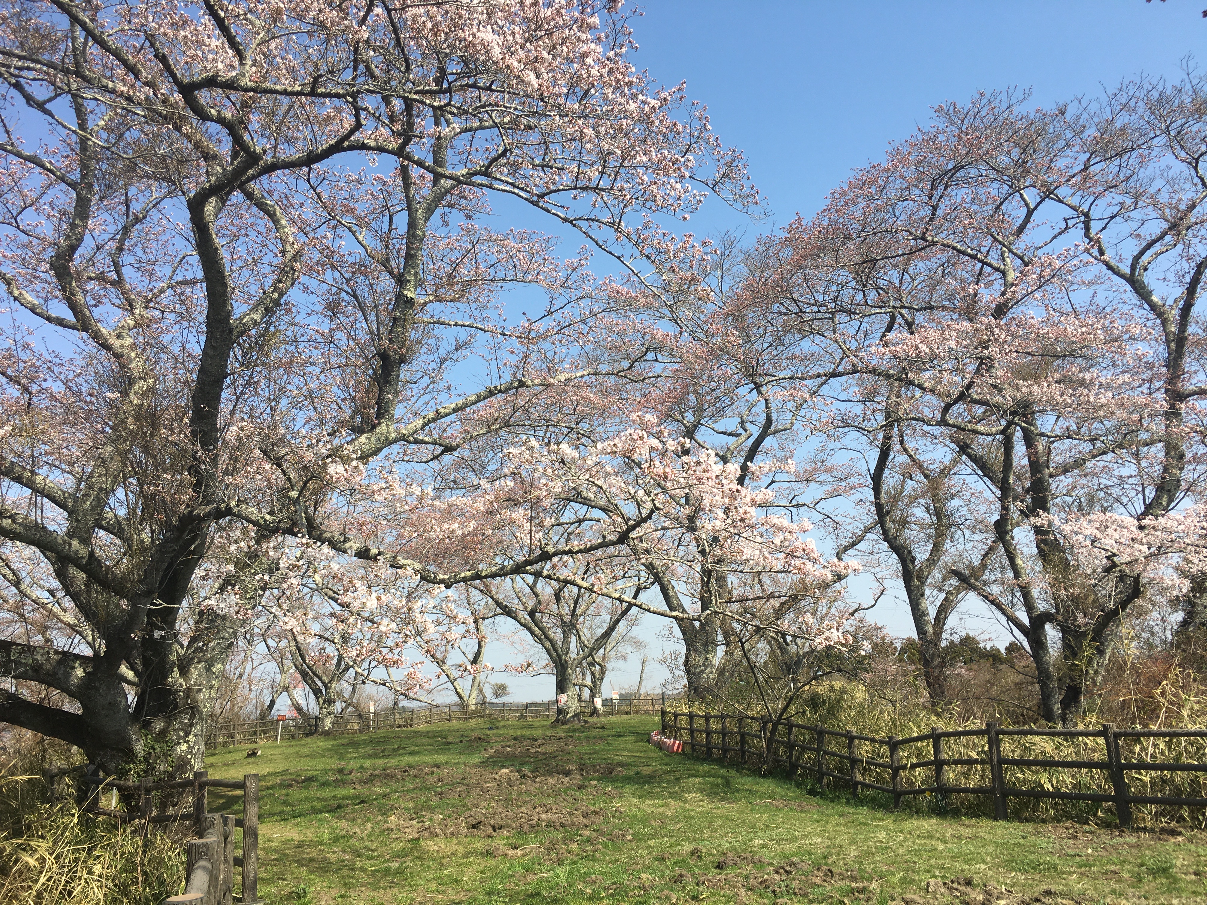 Pohon sakura Someiyoshino dan Higan-zakura bermekaran.