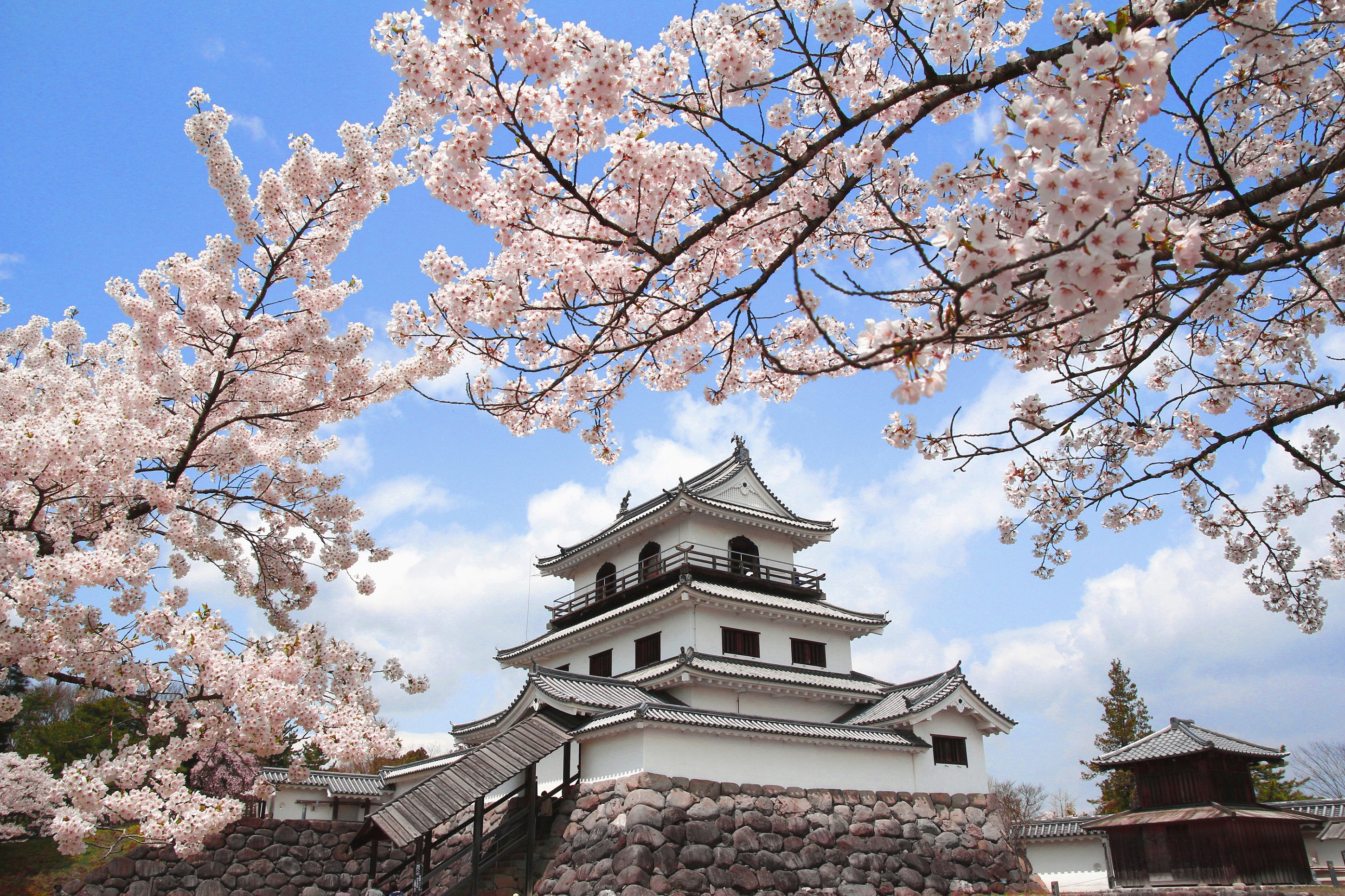 Menikmati sakura sambil belajar sejarah di Kastil Shiroishi-jo, Miyagi, Jepang.