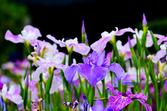 Bunga Iris ensata.