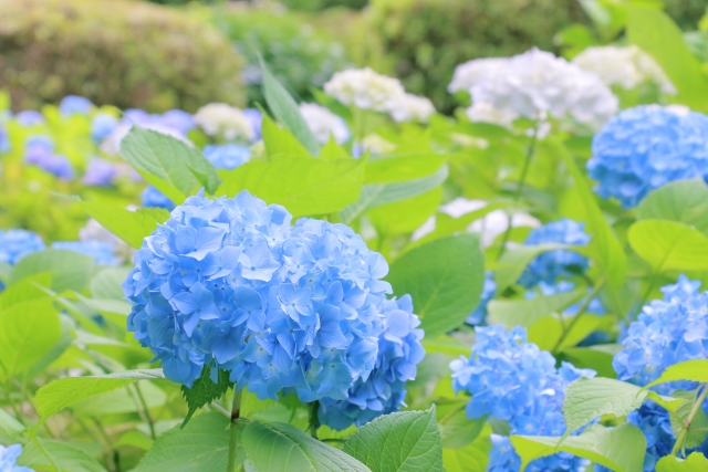 Bunga hortensia bermekaran di Tokyo, Jepang, pada Juni yang ditandai dengan musim hujan.