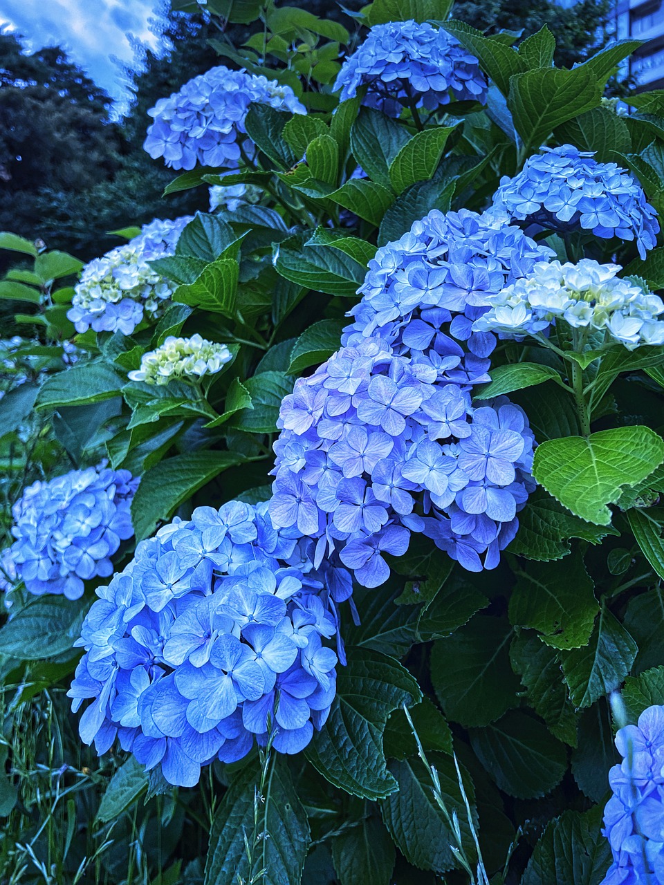 Bunga hortensia banyak bermekaran di Jepang khususnya pada bulan Juni.