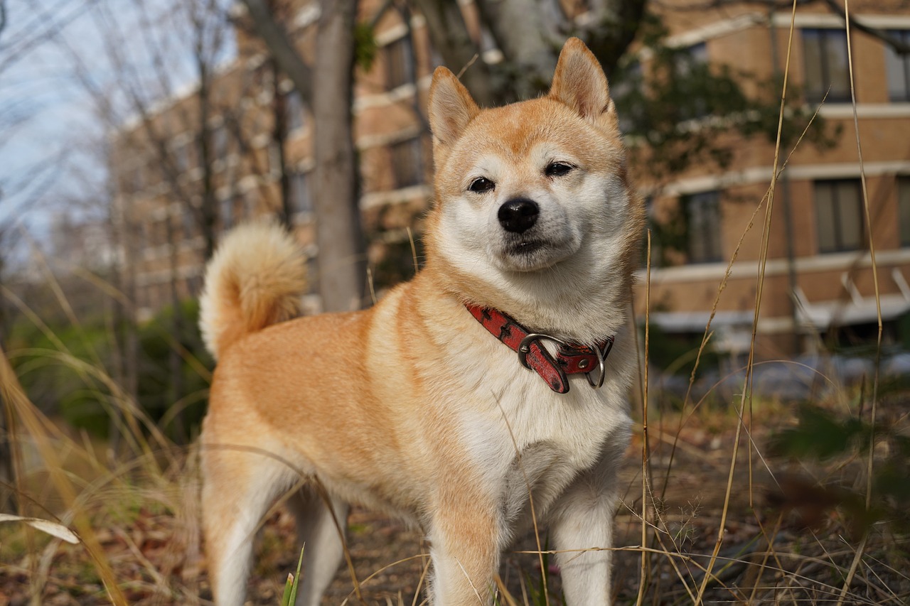 Suara anjing dalam Bahasa Jepang wan wan.