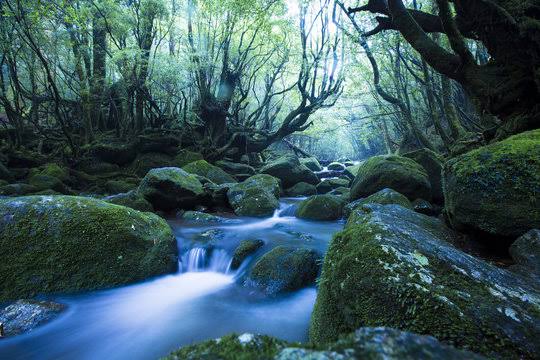 Yakushima pulau di Prefektur Kagoshima dengan kekayaan alam yang terdaftar sebagai situs Warisan Dunia, terkenal dengan pohon cedar Jomon Sugi kuno dan air terjun yang indah. (KARAKSA MEDIA PARTNER)