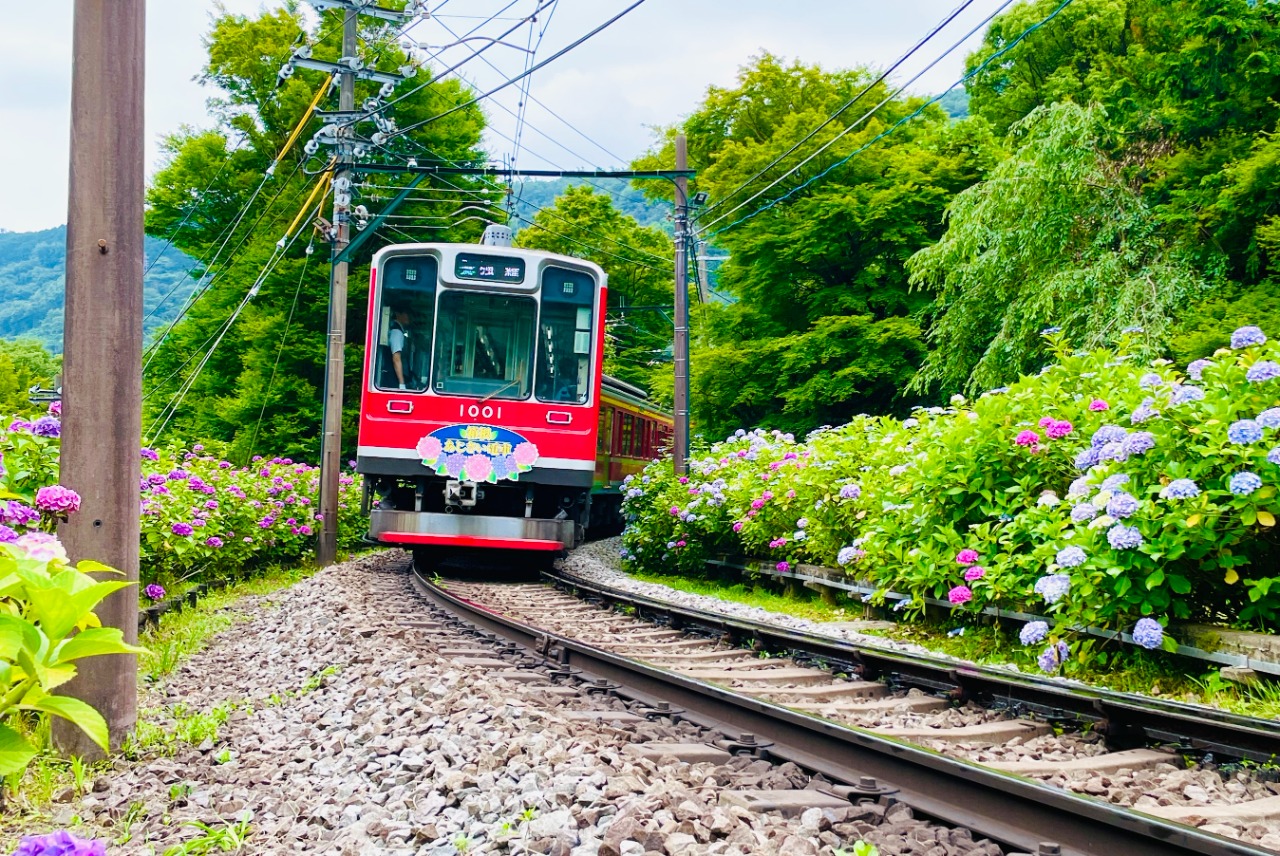 Jalan Ajisai-Komichi, taman bunga hortensia di Hakone, Jepang. (INSTAGRAM/HAKONE.IKACHAN via MEQQE BOOKS)