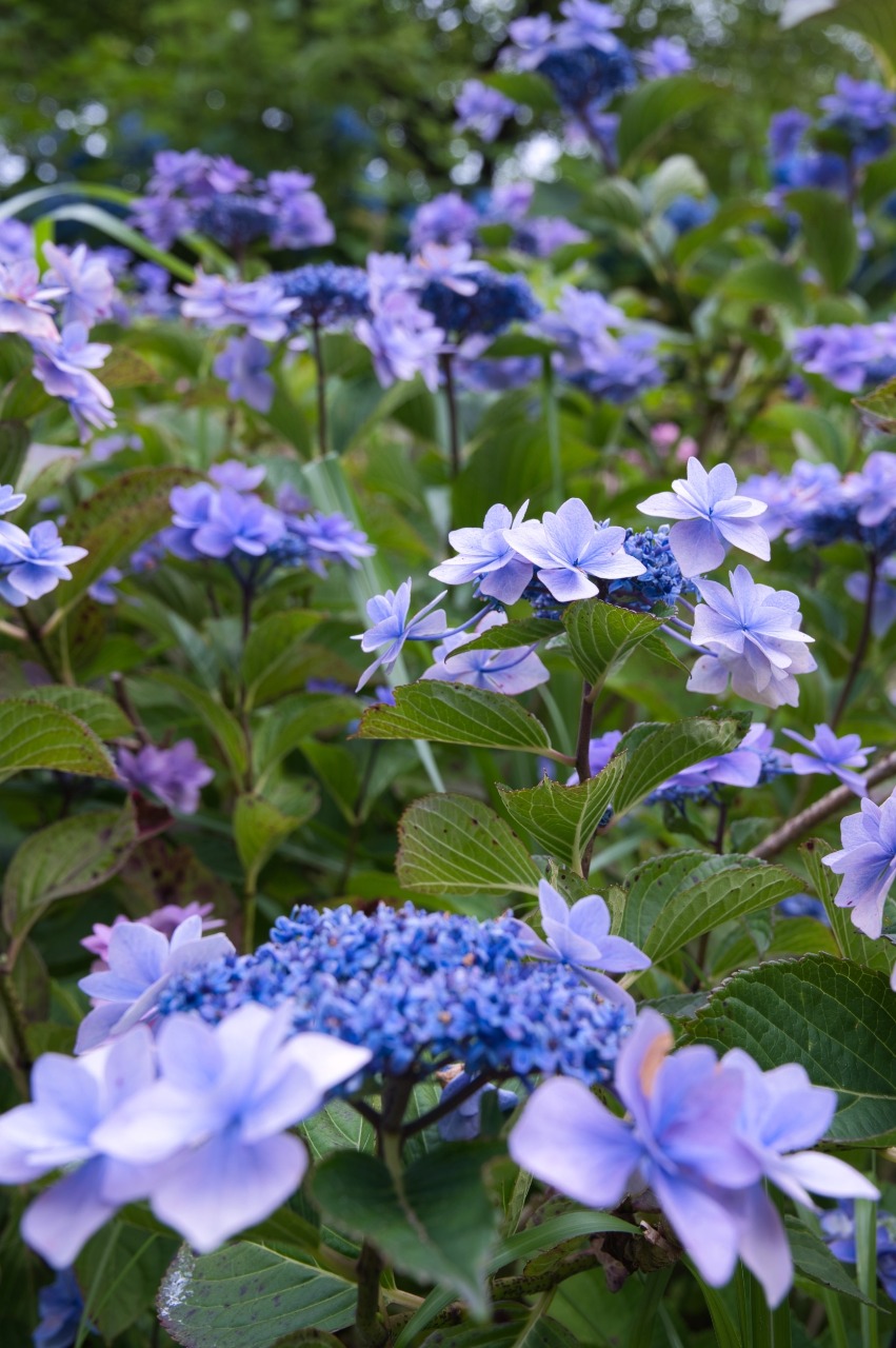 Jembatan Ajisai-Bashi, taman bunga hortensia di Hakone, Jepang. (INSTAGRAM/HAKONE.IKACHAN via MEQQE BOOKS)