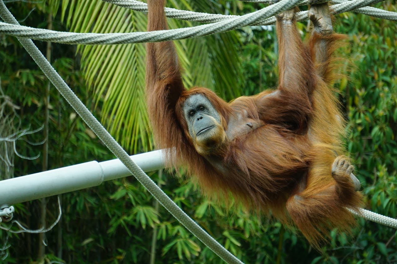 Ilustrasi orangutan bergelantungan di pohon di kebun binatang. 