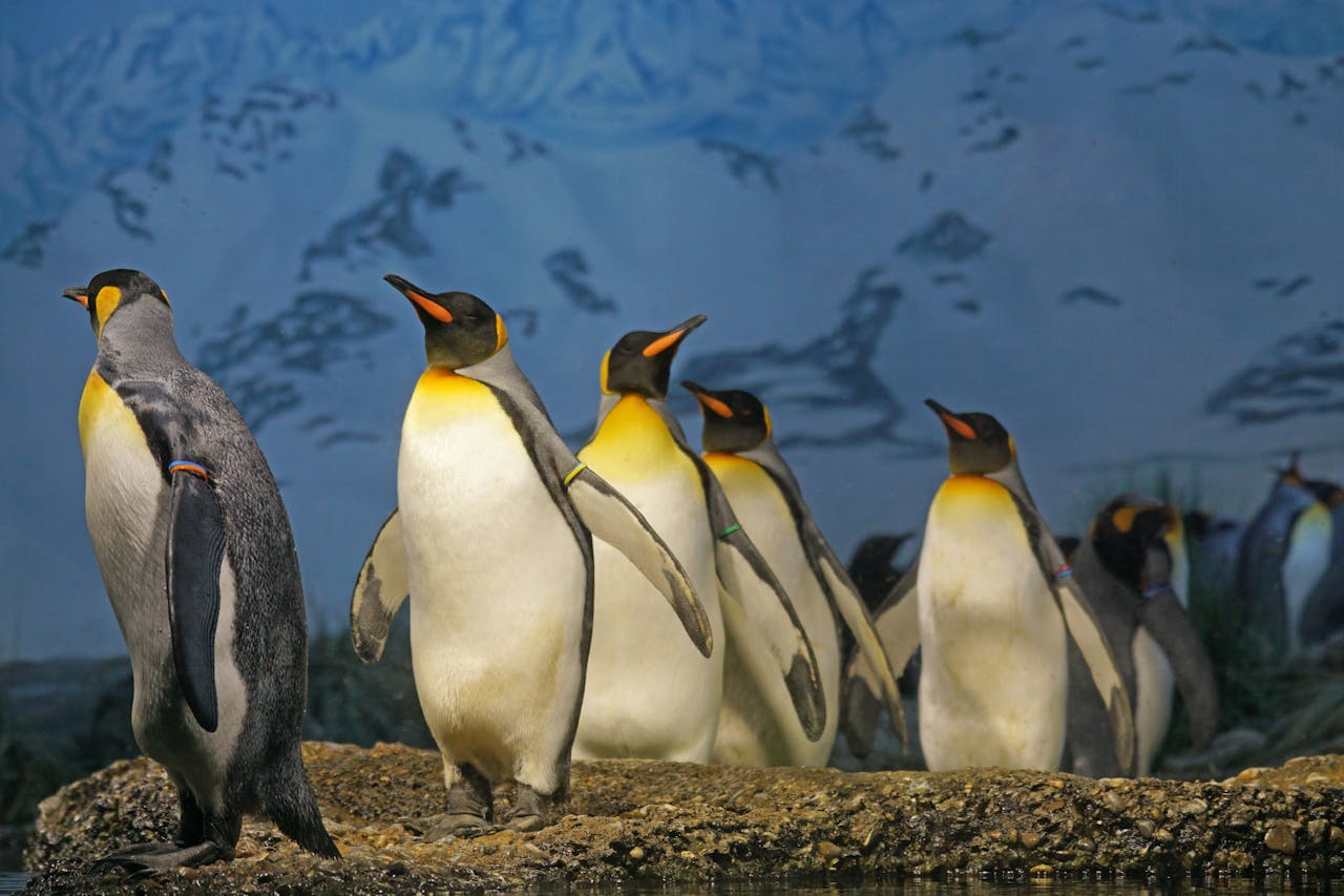 Ilustrasi penguin di kebun binatang laut. 