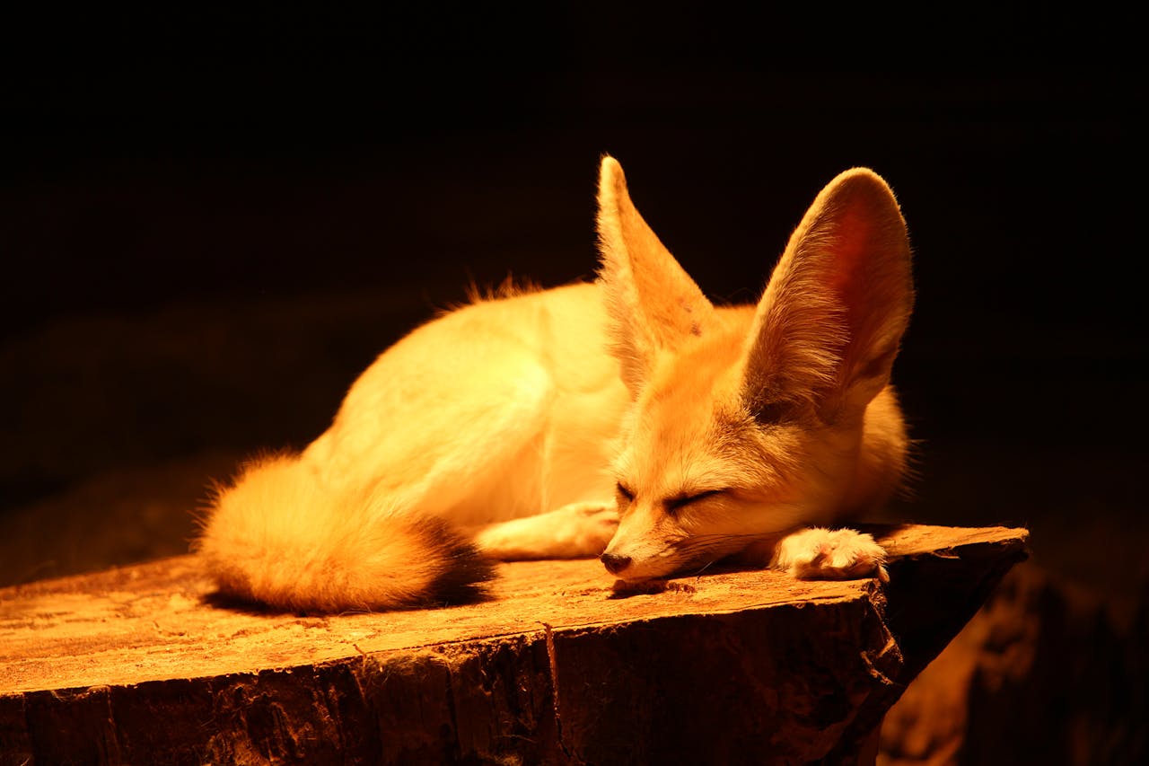 Ilustrasi rubah fennec di kebun binatang. 