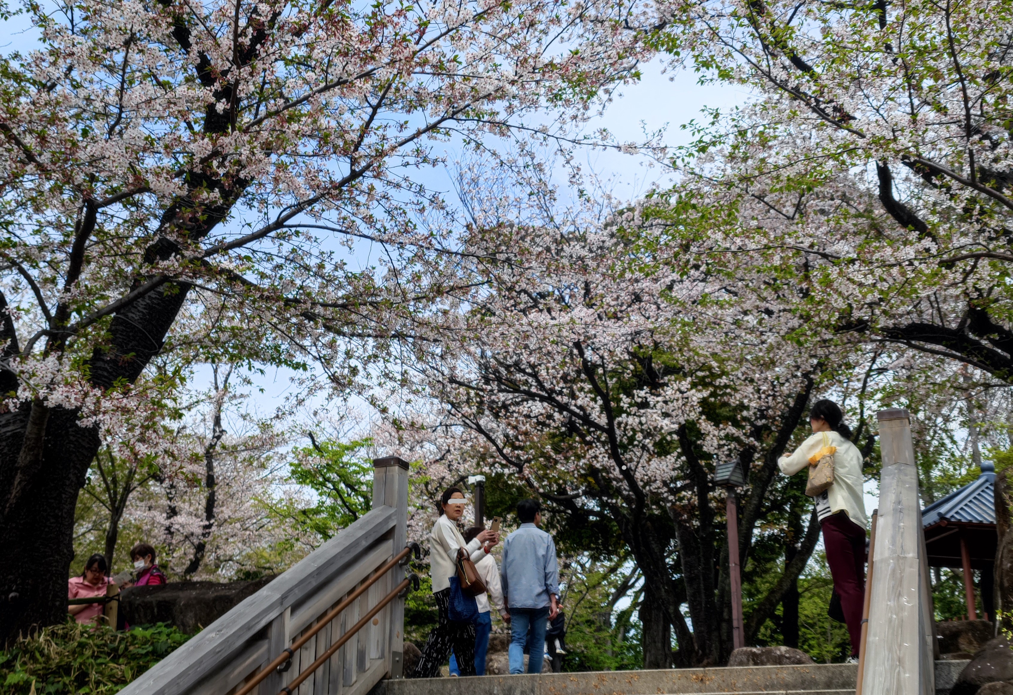 Taman bunga sakura di Jepang. (KARAKSA MEDIA PARTNER/ALIF)