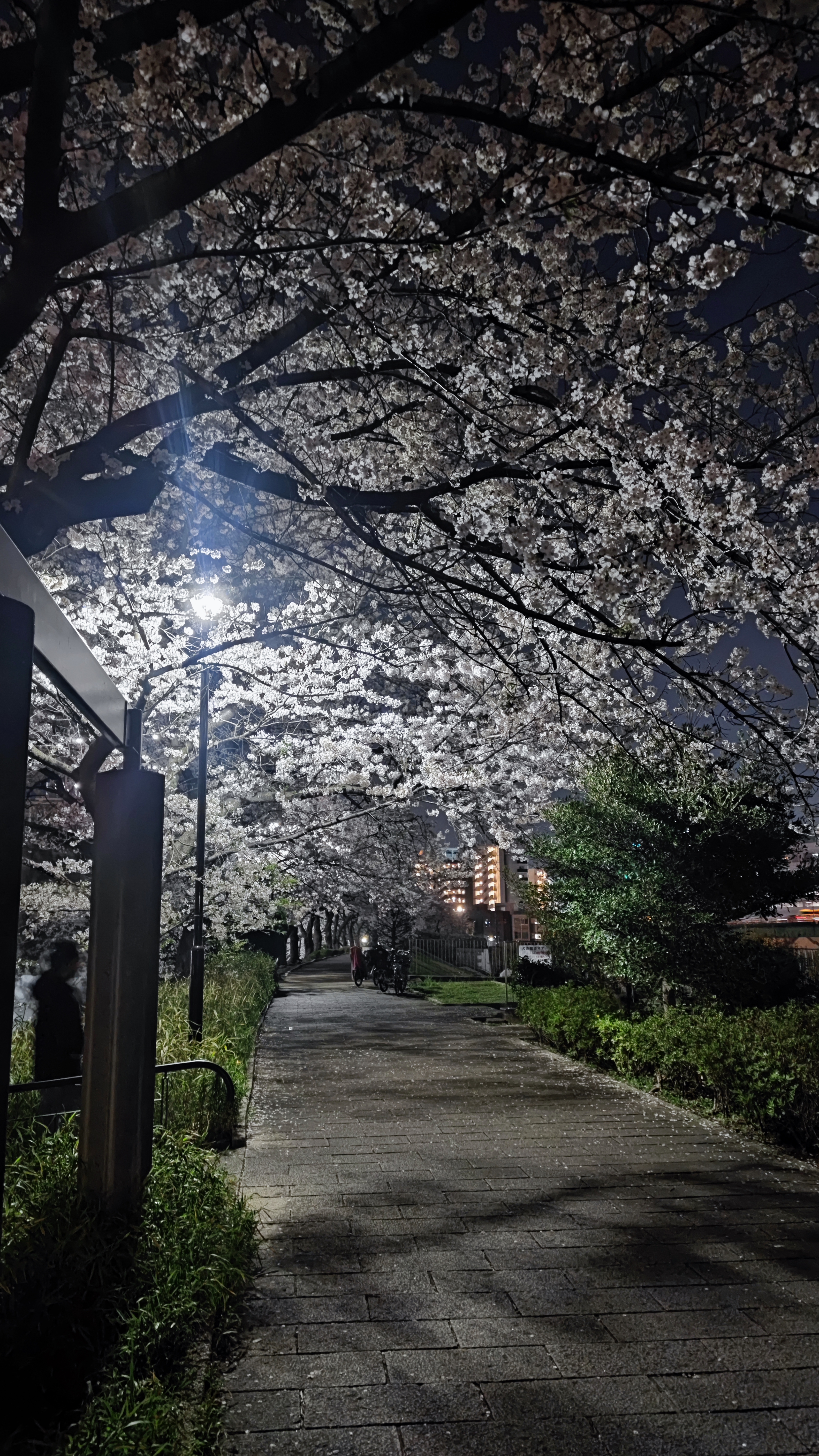 Taman penuh bunga sakura mekar saat musim sakura di Jepang. (KARAKSA MEDIA PARTNER/ALIF)