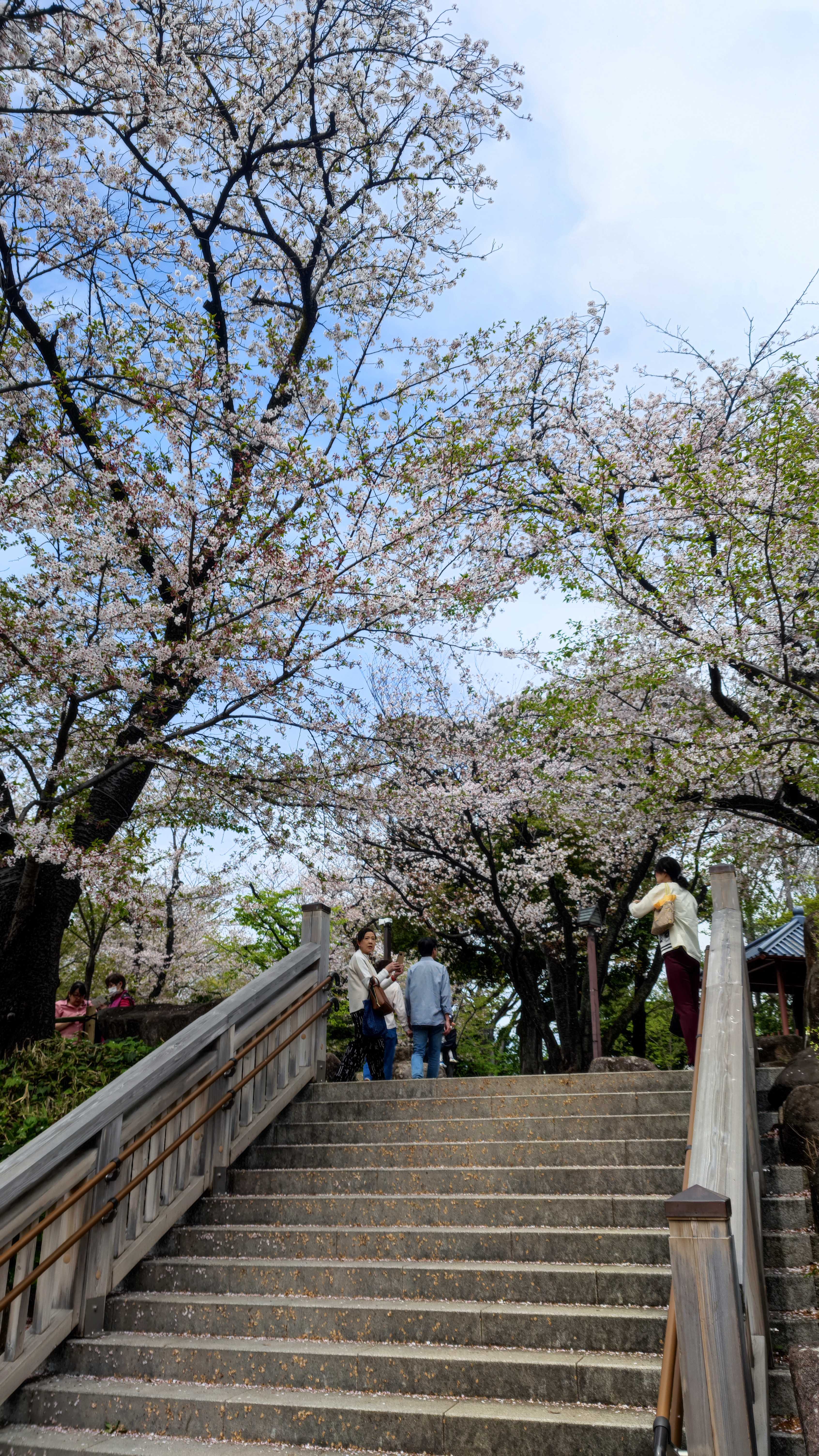 Bunga sakura bermekaran saat musim sakura di Jepang. (KARAKSA MEDIA PARTNER/ALIF)