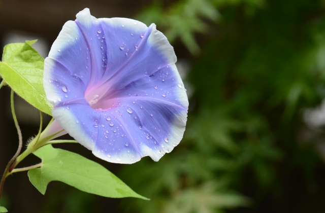 Bunga morning glory atau sri pagi, salah satu bunga musim panas di Jepang yang mekar pada Juli. (KARAKSA MEDIA PARTNER)