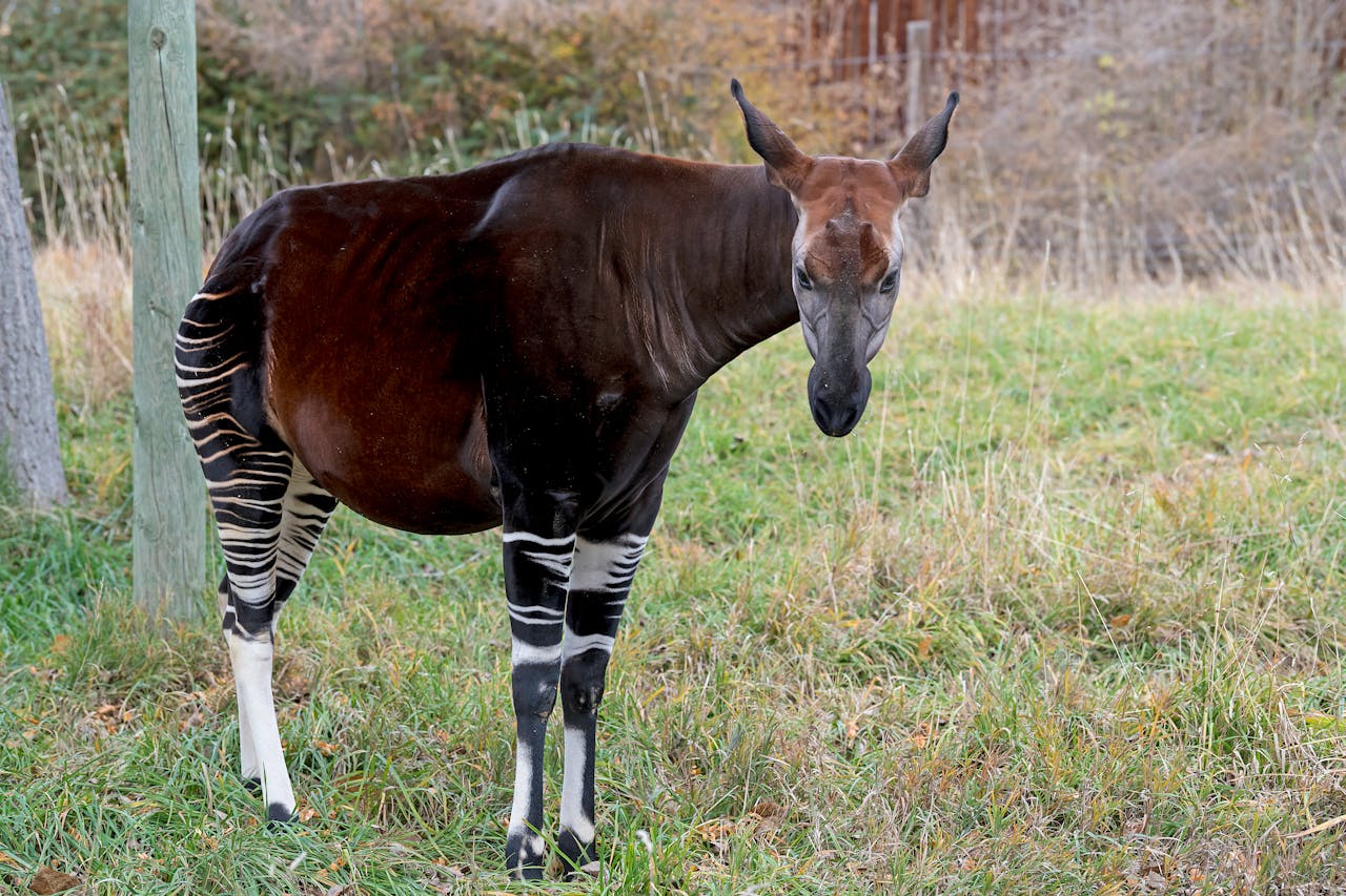 Ilustrasi okapi yang disebut juga jerapah gunung. 