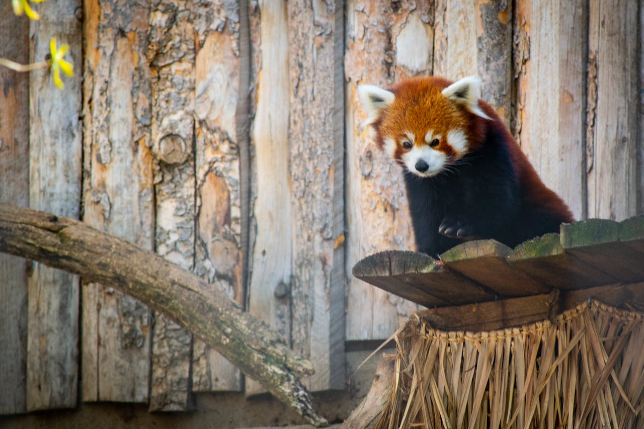 Ilustrasi panda merah di kebun binatang. 