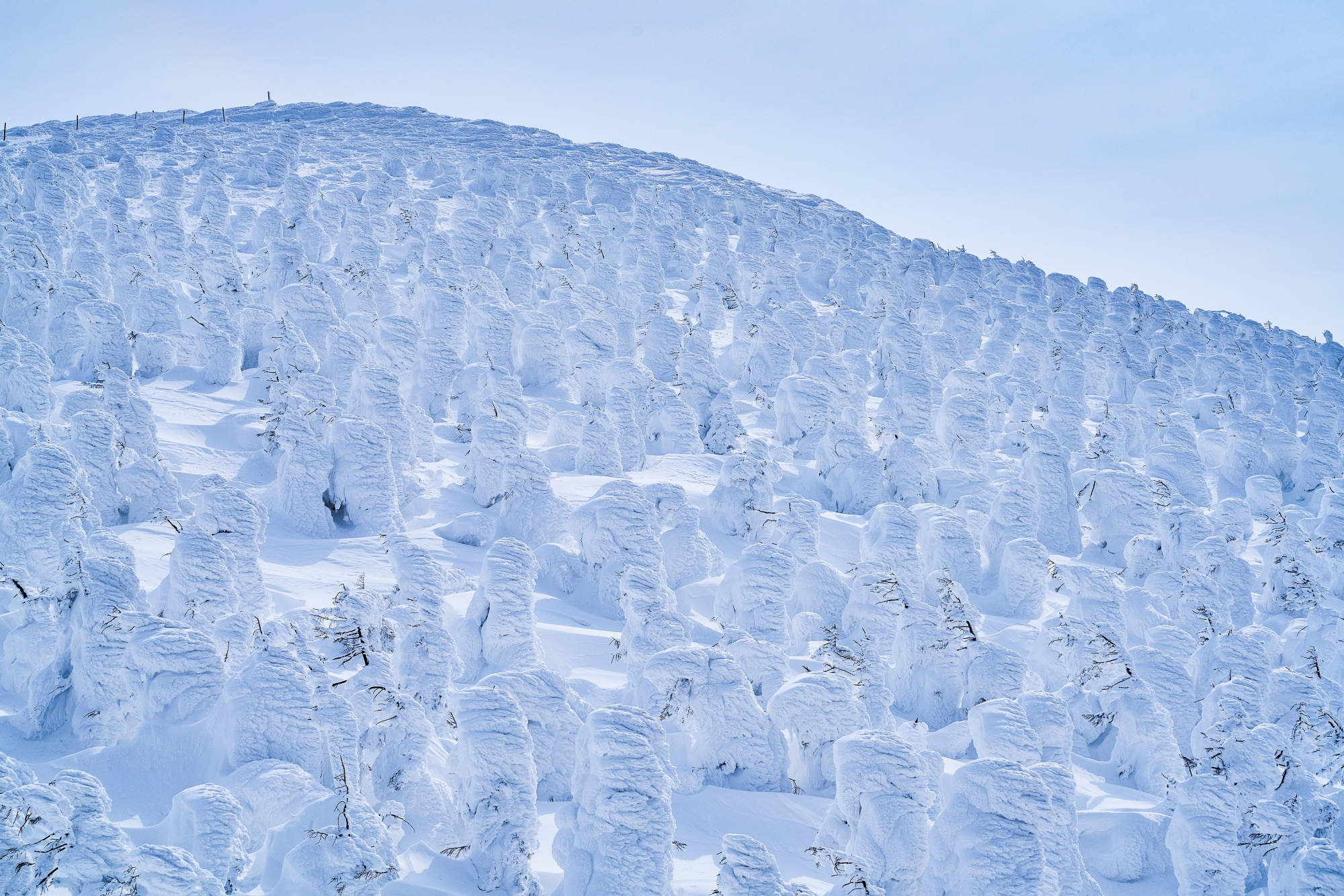 Juhyo atau pepohonan cemara yang dilapisi salju di Prefektur Yamagata. (DOK. YAMAGATAKANKO)