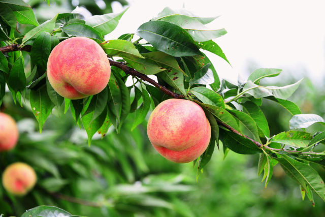 Prefektur Fukushima penghasil buah persik. (DOK. PHOTO-AC)