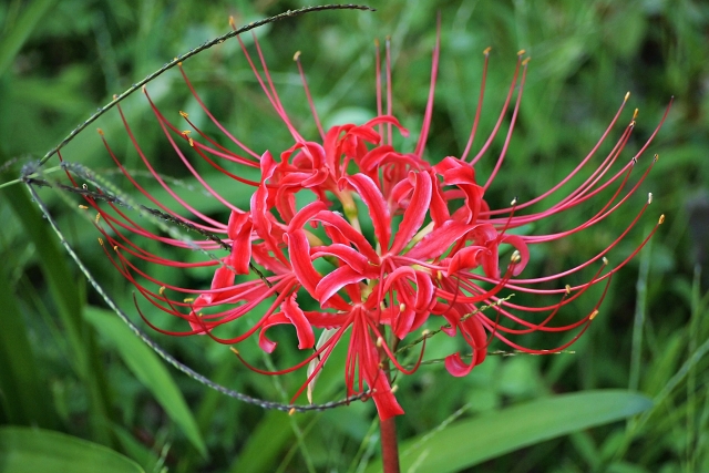 Arti Bunga Red Spider Lily atau Higanbana, Identik dengan Hal Mistis