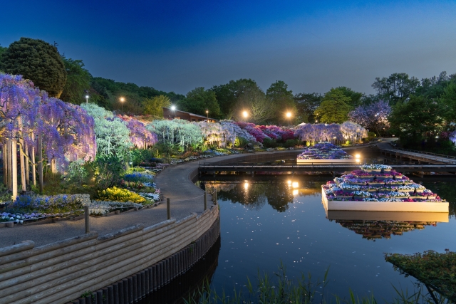 Taman Bunga Ashikaga di Tochigi, Jepang. (KARAKSA MEDIA PARTNER)