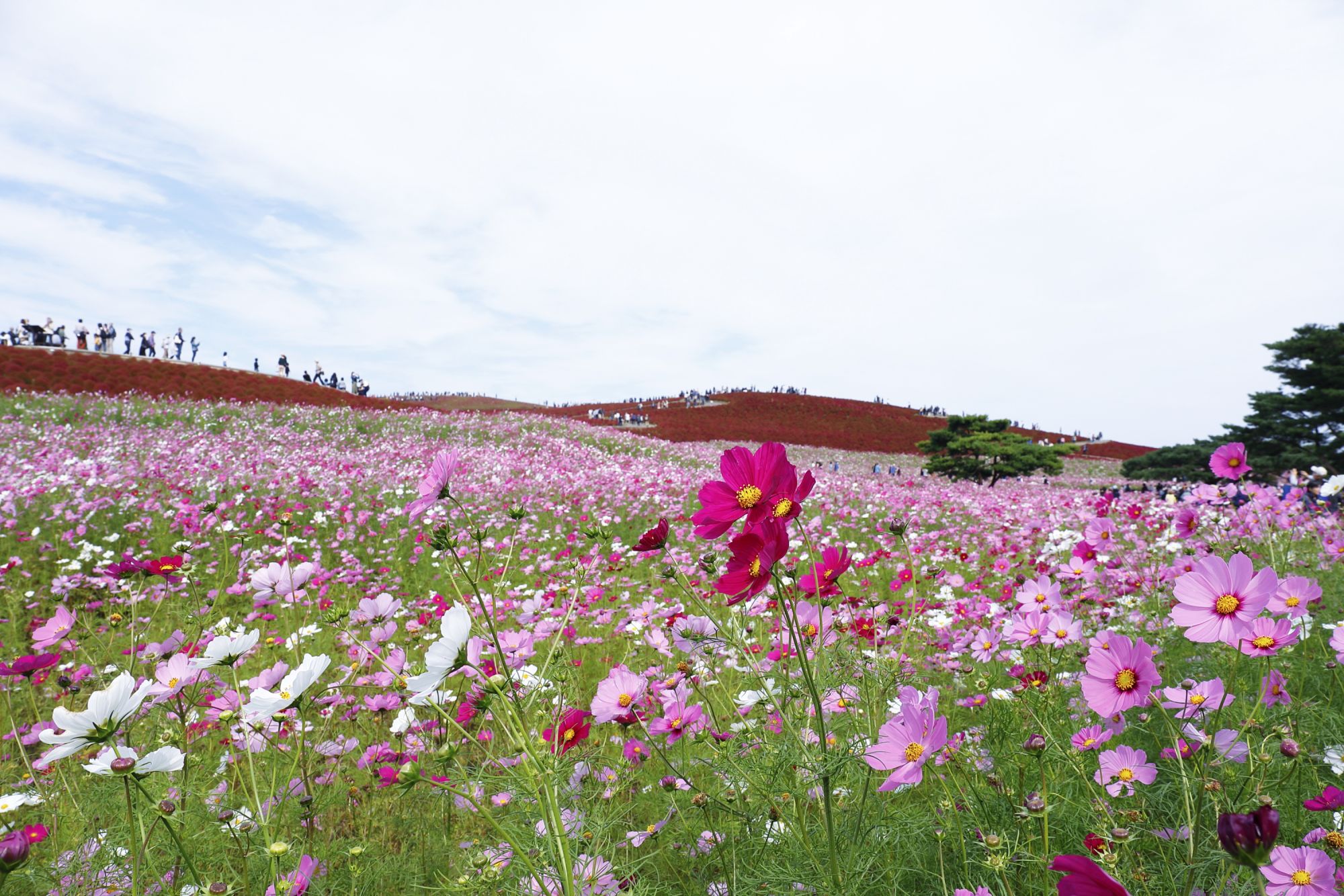 Bunga cosmos di Taman Hitachi Seaside atau Hitachi Seaside Park di Ibaraki, Jepang. (DOK. JNTO)