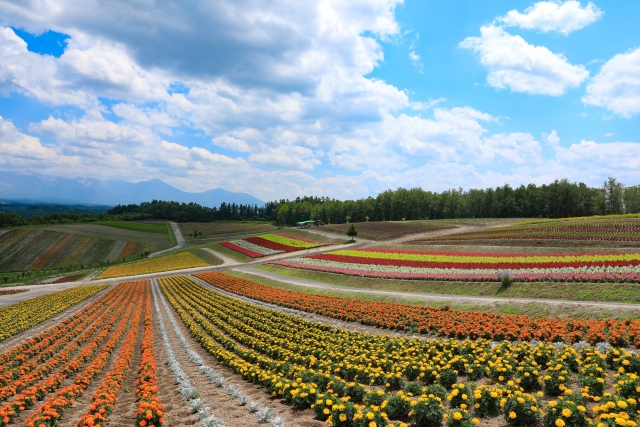 Taman Bunga Shikisai no Oka di Hokkaido, Jepang. (KARAKSA MEDIA PARTNER)