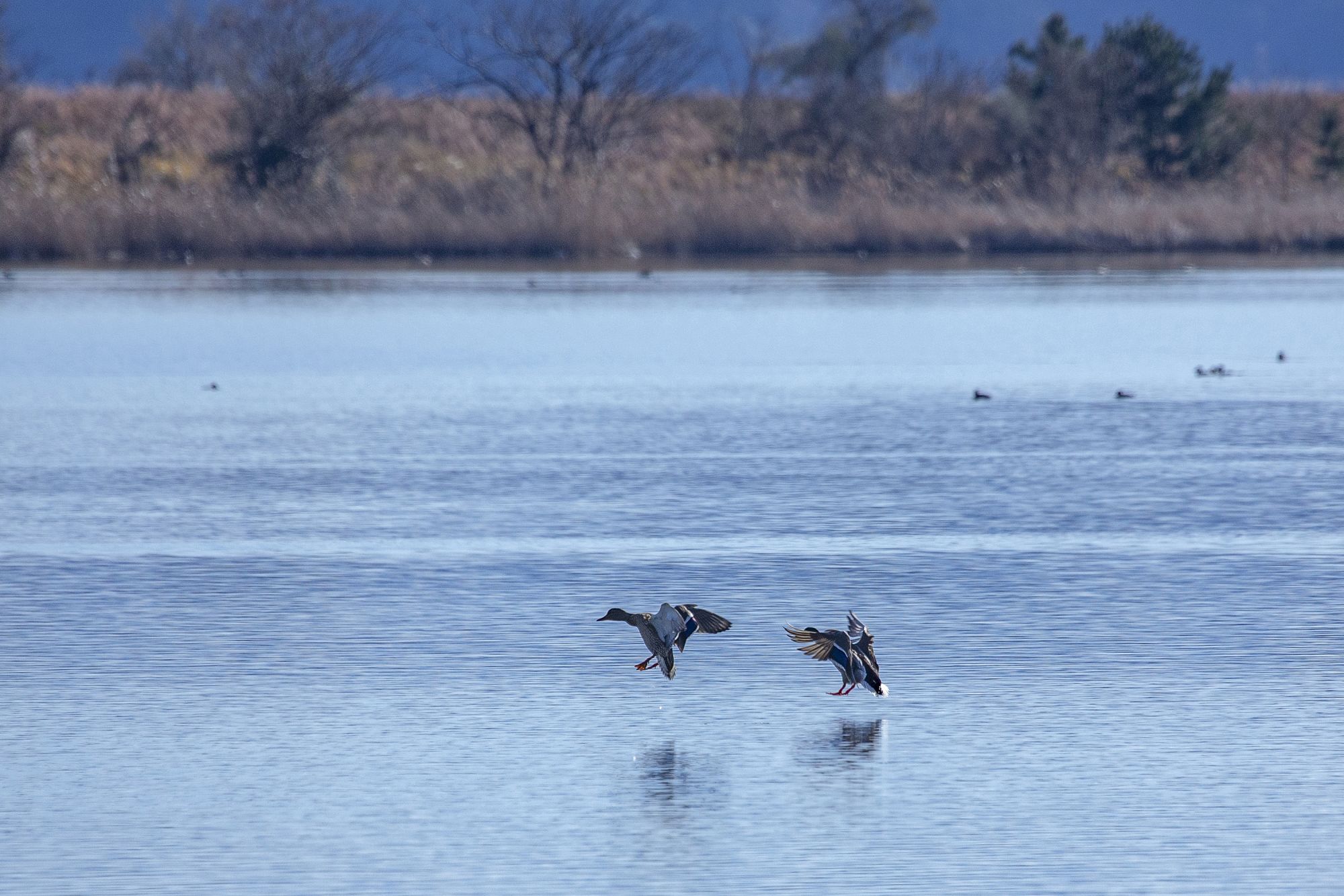 Yonago Waterbird Sanctuary di Prefektur Tottori, Jepang. (©JNTO)