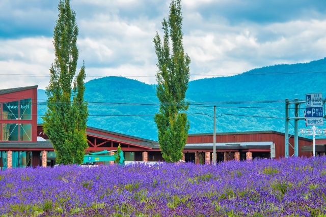 Taman Bunga Lavender Minamifurano Town di Hokkaido, Jepang. (KARAKSA MEDIA PARTNER)